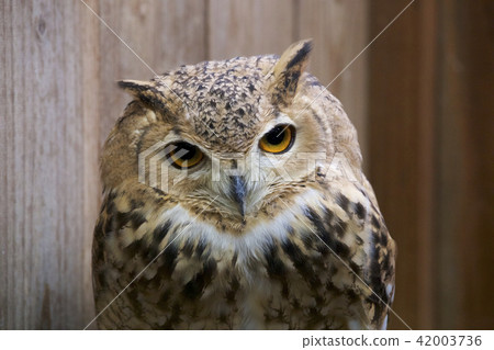 北非洲Eagleworm 42003736