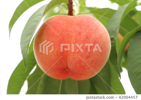 Peach hunting Shirafosu Yamanashi Peach hunting Shirafosu Yamanashi 42004457