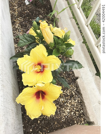 芙蓉讓人想起夏威夷 芙蓉讓人想起夏威夷 42004491