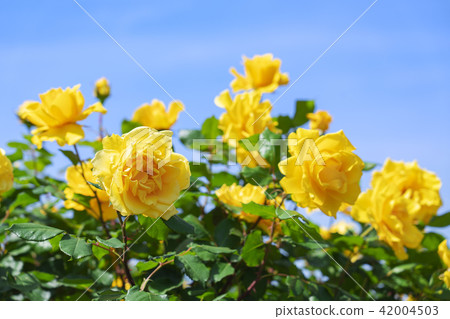 rose rose 42004503