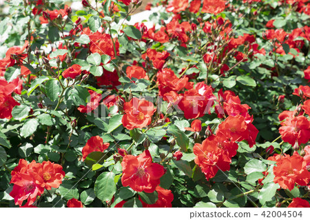 rose rose 42004504