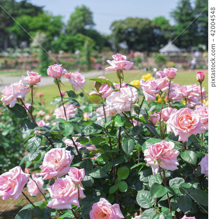 A rose garden A rose garden 42004548