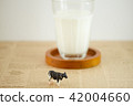 Miniature cow and milk 42004660