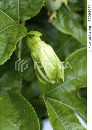 Bud of passion fruit (fruit watch grass) Bud of passion fruit (fruit watch grass) 42004673
