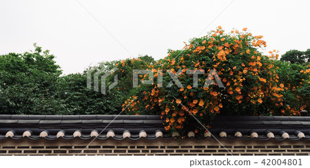Summer scenery of Korea with Jacob flowers Summer scenery of Korea with Jacob flowers 42004801