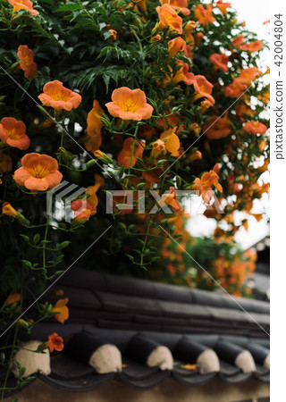 韓國的夏天風景有雅各布花的 韓國的夏天風景有雅各布花的 42004804