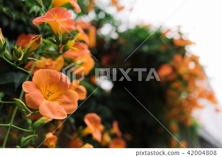 韓國的夏天風景有雅各布花的 韓國的夏天風景有雅各布花的 42004808
