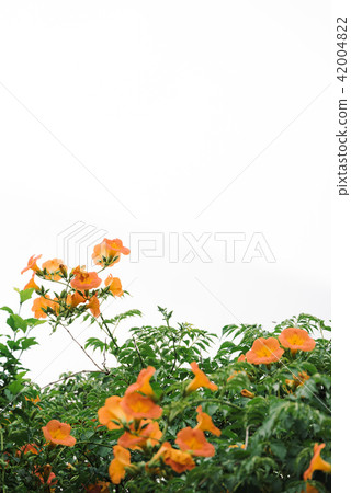 Summer scenery of Korea with Jacob flowers Summer scenery of Korea with Jacob flowers 42004822
