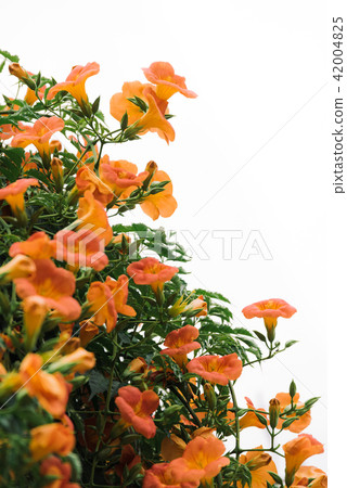 Summer scenery of Korea with Jacob flowers 42004825