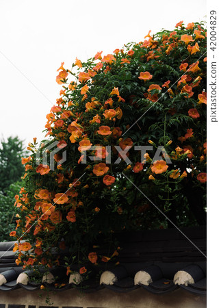 Summer scenery of Korea with Jacob flowers Summer scenery of Korea with Jacob flowers 42004829