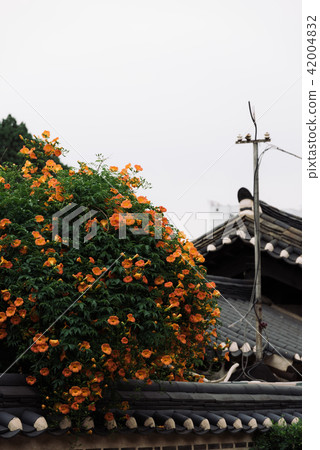 Summer scenery of Korea with Jacob flowers Summer scenery of Korea with Jacob flowers 42004832