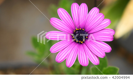 Osteopedemal 2 Osteopedemal 2 42004994