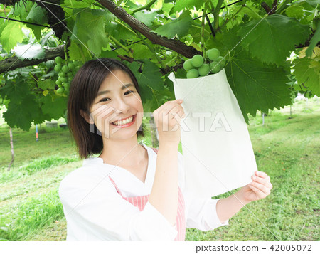 A woman working on a grape bag 42005072