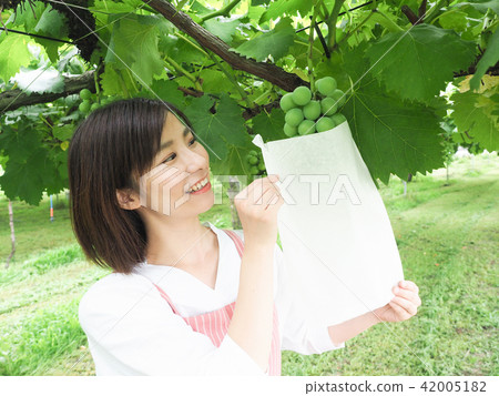 工作在葡萄袋子的婦女 工作在葡萄袋子的婦女 42005182