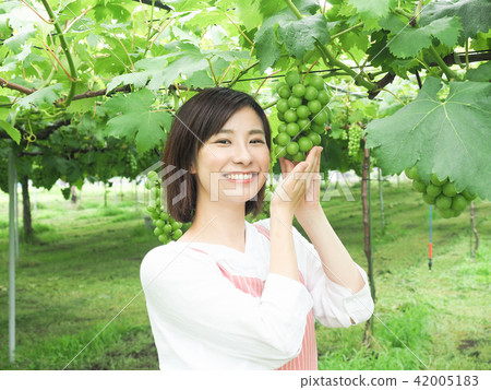 ぶどう園のぶどうに手を添える女性 ぶどう園のぶどうに手を添える女性 42005183