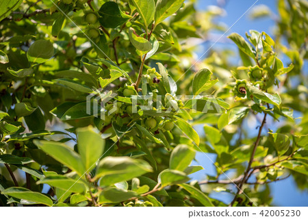 柿子青年 柿子青年 42005230