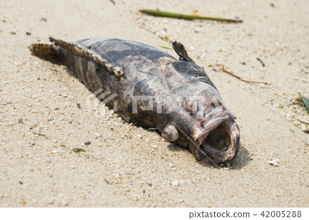 Rotten fish on the beach Rotten fish on the beach 42005288