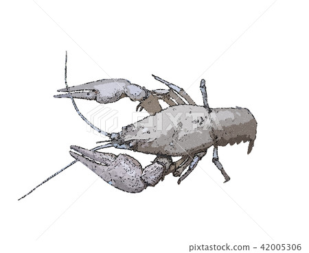 Crawfish. Isolated on  white background. 42005306