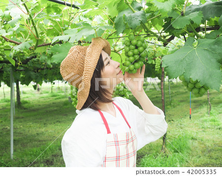 嗅到葡萄園葡萄的芳香的婦女 42005335