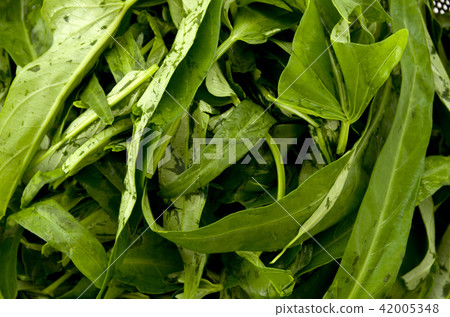 Leaves of aerial grease 42005348