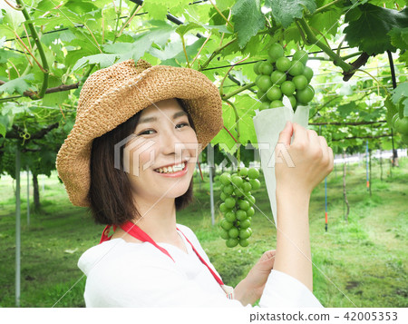 A woman working on a grape bag 42005353