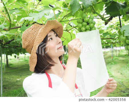 工作在葡萄袋子的婦女 工作在葡萄袋子的婦女 42005356