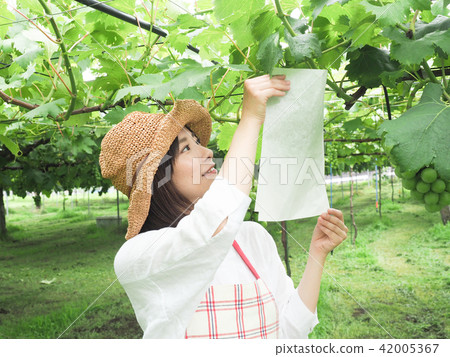 A woman working on a grape bag 42005367