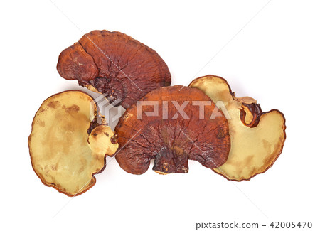 Ganoderma lucidum  on the white background. 42005470