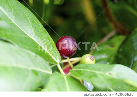 Fruit of Inu Biva 42006623