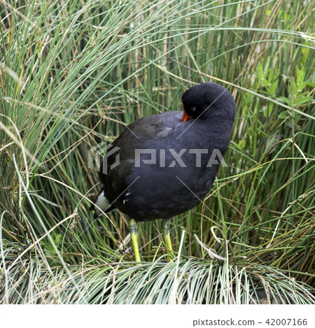 Eurasian common moorhen (Gallinula chloropus)  42007166