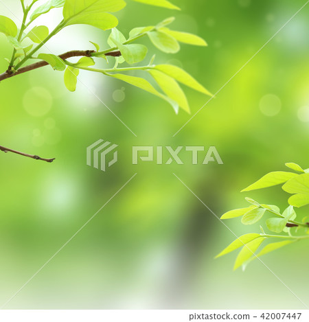 抽象綠葉背景 抽象綠葉背景 42007447