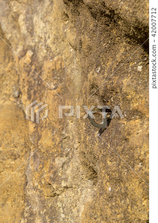 [神奈川縣]攀岩 42007712