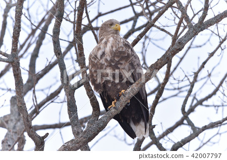 White-tailed eagle White-tailed eagle 42007797