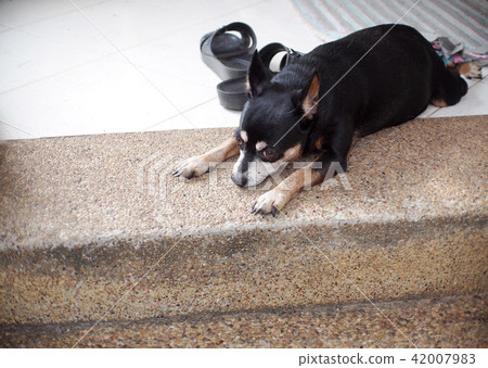 cute black fat lovely miniature pincher dog cute black fat lovely miniature pincher dog 42007983
