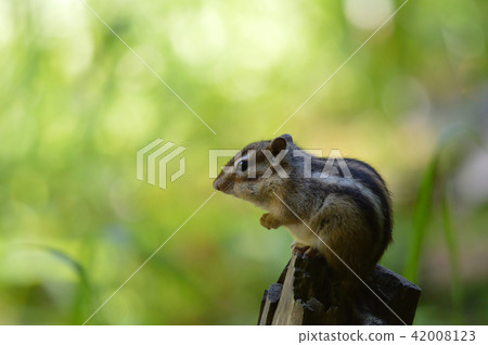 Chipmunk 42008123