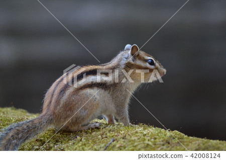 Chipmunk Chipmunk 42008124