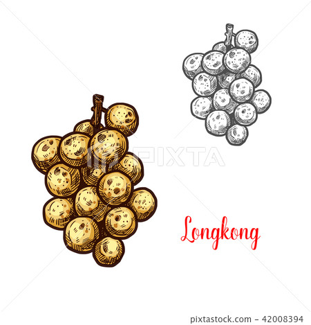 Longkong vector sketch exotic fruit 42008394