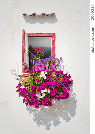 Beautiful open window, pink and violet flowers 42009386