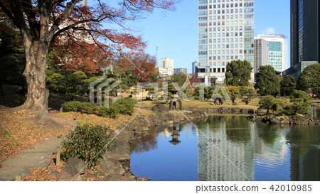 Autumn leaves of Shiba Rikyu 42010985