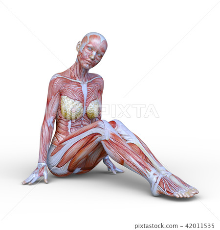 Female human body model 42011535