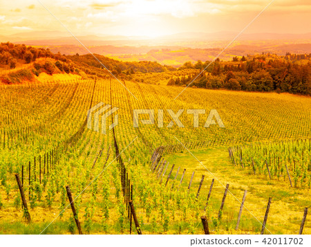 Vineyards of Chianti. Warm sunset in beautiful Tuscan landscape, Italy 42011702