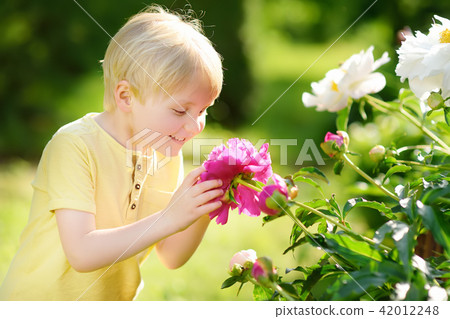 Cute little boy look at amazing purple and white peonies in sunny domestic garden Cute little boy look at amazing purple and white peonies in sunny domestic garden 42012248