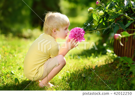 Cute little boy look at amazing purple and white peonies in sunny domestic garden Cute little boy look at amazing purple and white peonies in sunny domestic garden 42012250
