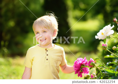 Cute little boy look at amazing purple and white peonies in sunny domestic garden Cute little boy look at amazing purple and white peonies in sunny domestic garden 42012254