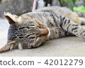 貓 42012279