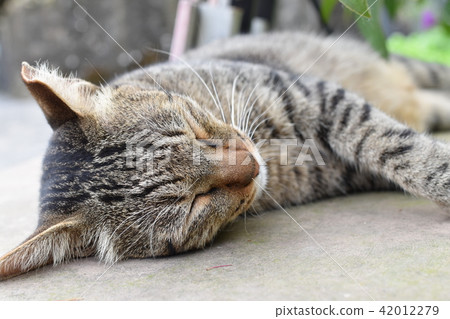 貓 42012279