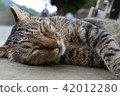 貓 42012280