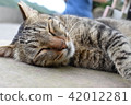 貓 42012281