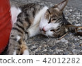 貓 42012282