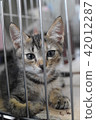 貓 42012287